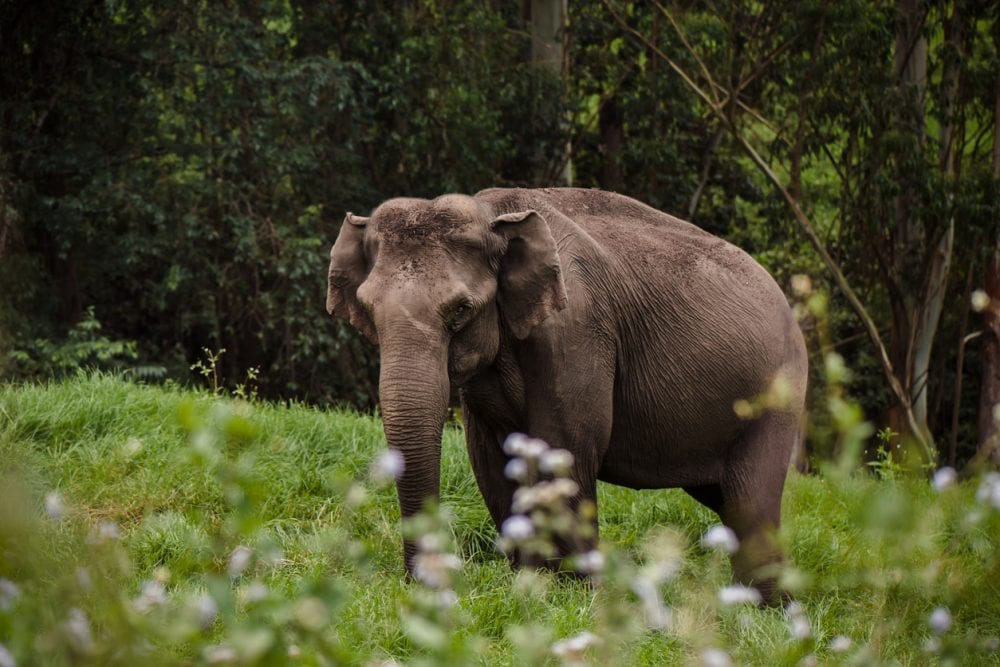 Ein wilder Elefant im Periyar-Nationalpark bei Thekkady, Kerala