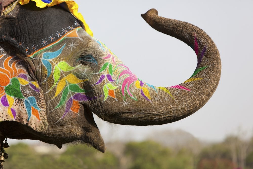 Ein traditionell bemalter Elefant in Jaipur