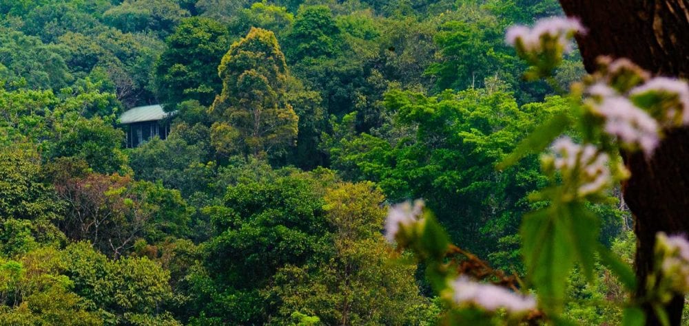Die wunderschöne Natur vom CGH Earth - Waynad Wild - individuelle Reise nach Kerala