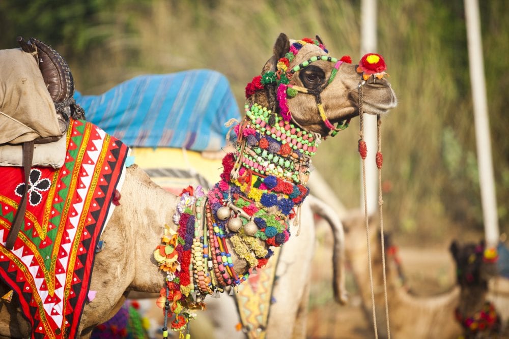 Ein Kamel in Rajasthan
