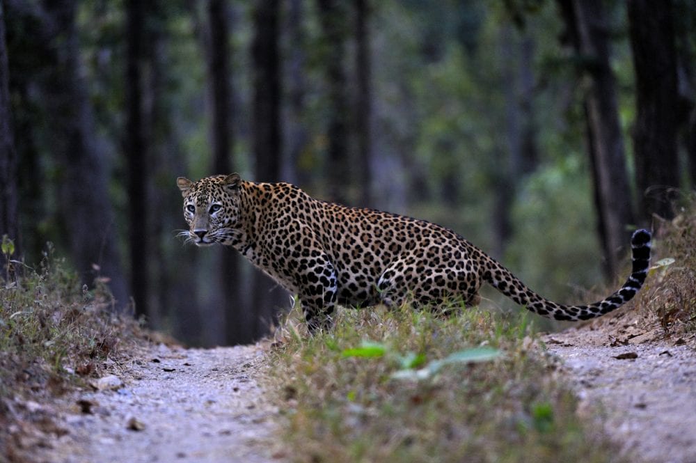 Ein Leopard im Kanha-Nationalpark