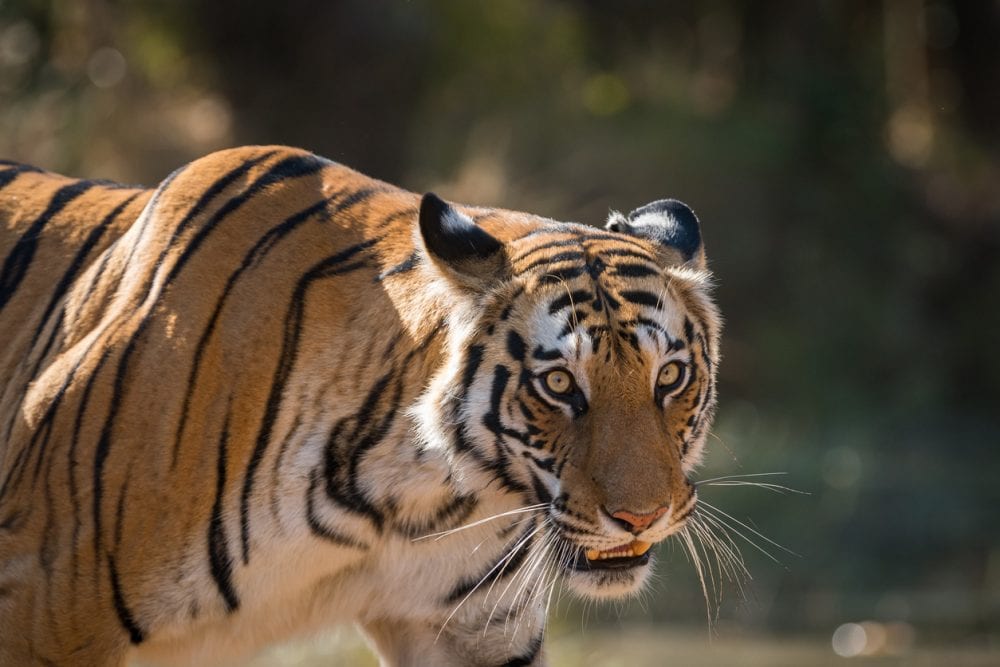 Ein Tiger im Bandhavgarh-Nationalpark