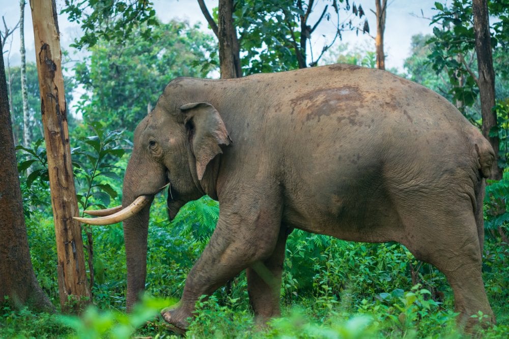 Ein wilder Elefant im Waynad-Wildreservat