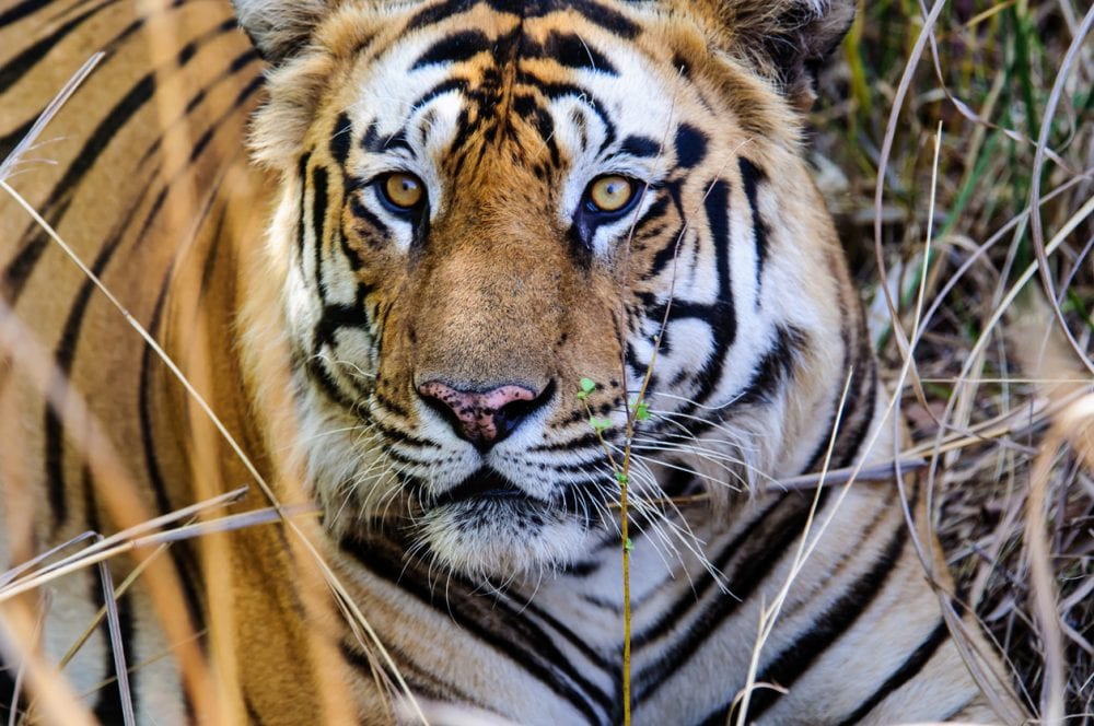 Ein Bengalischer Tiger im Kanha-Nationalpark