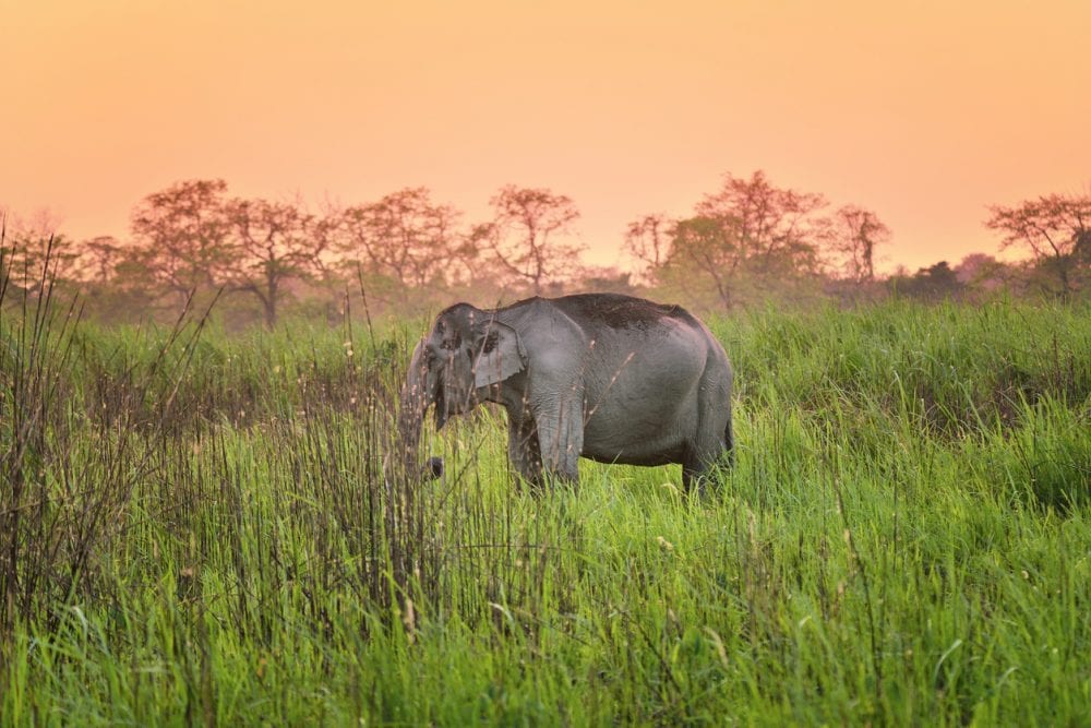 Asiatische Elefantenkuh im wunderschönen Kaziranga-Nationalpark