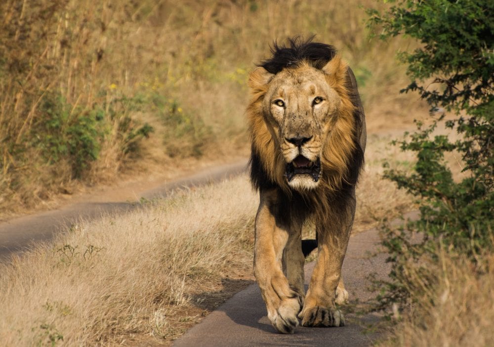 Ein Asiatischer Löwe im Sasan-Gir-Nationalpark, Gujarat