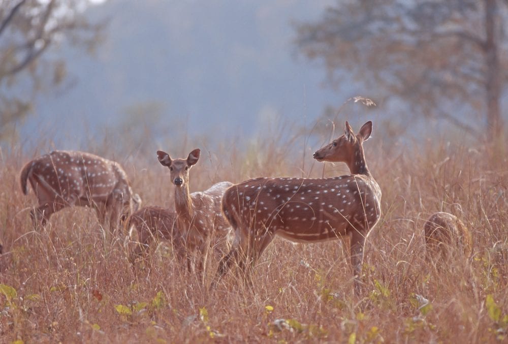Axishirsche im Kanha-Nationalpark