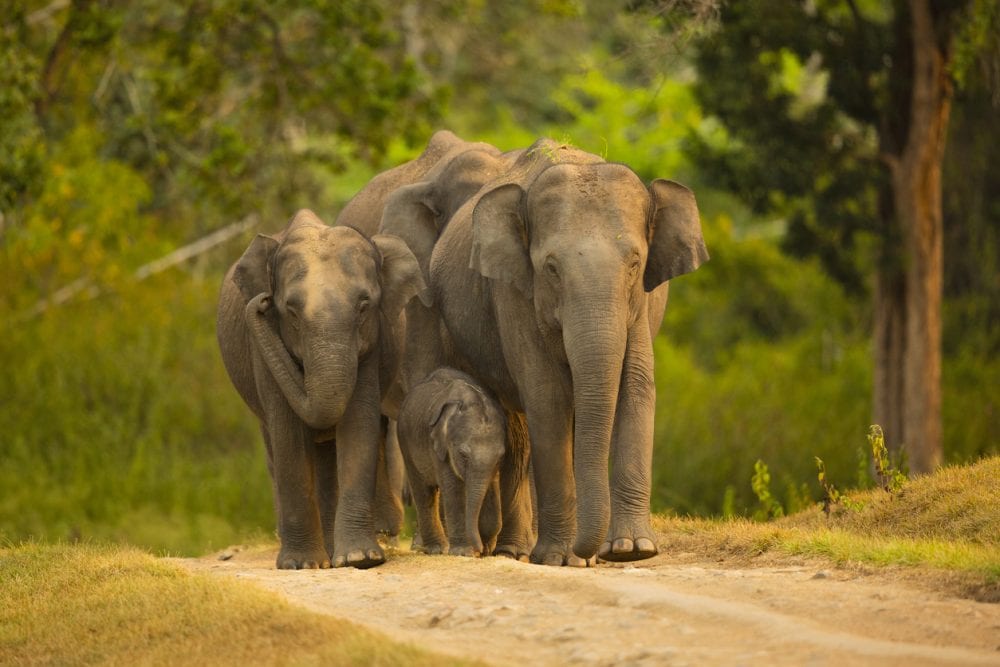 Asiatische Elefanten im Bandipur-Nationalpark