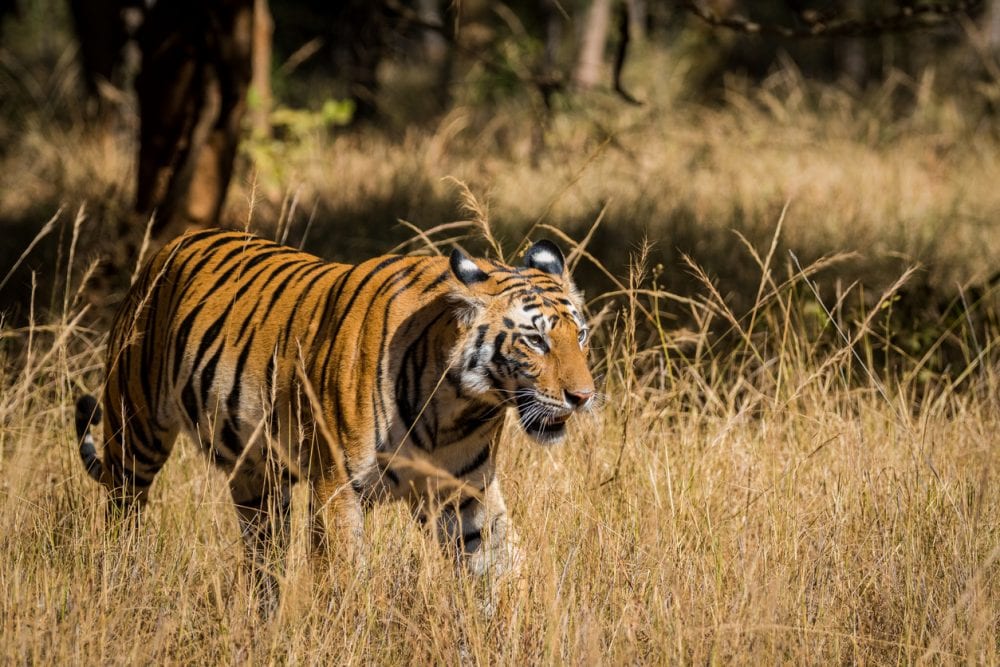 Ein Bengalischer Tiger im Bandhavgarh-Nationalpark
