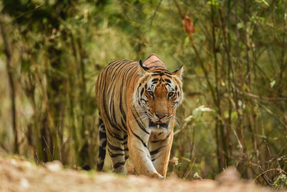 Ein Bengalischer Tiger im Kanha-Nationalpark