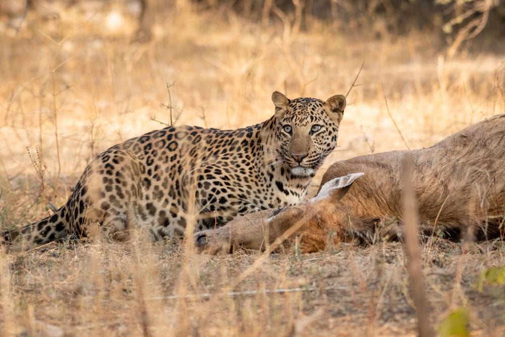 Indischer Leopard im Nationalpark