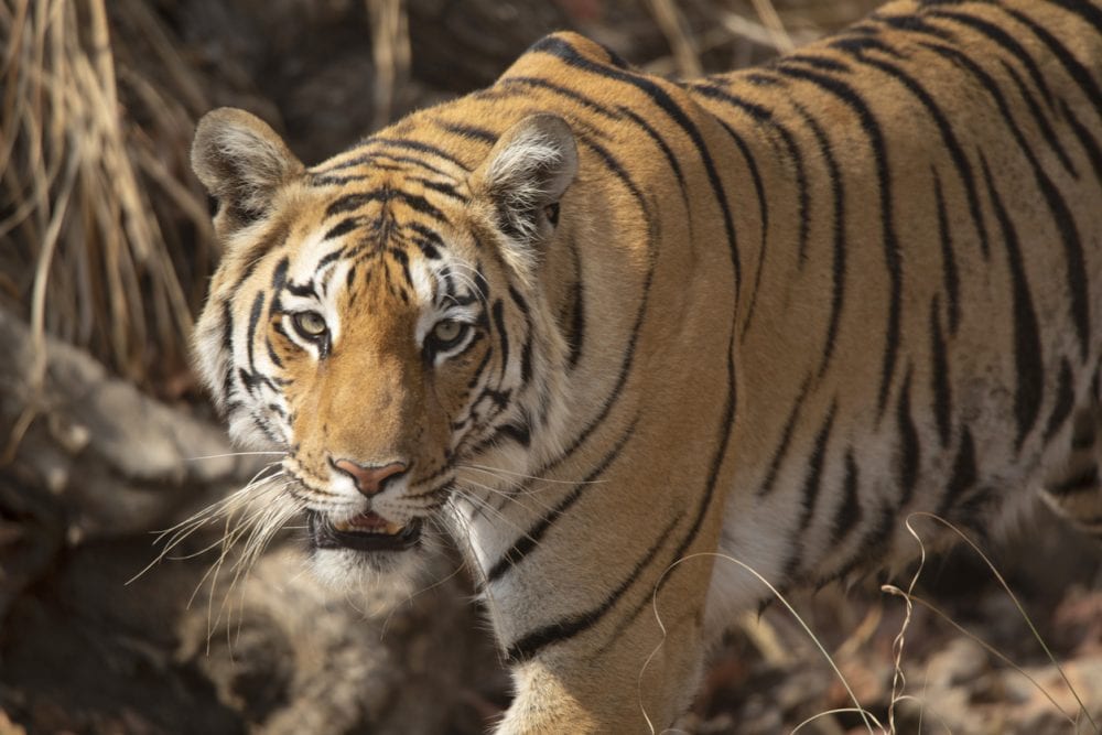 Ein Bengalischer Tiger im Pench-Nationalpark - Indien Safarireise