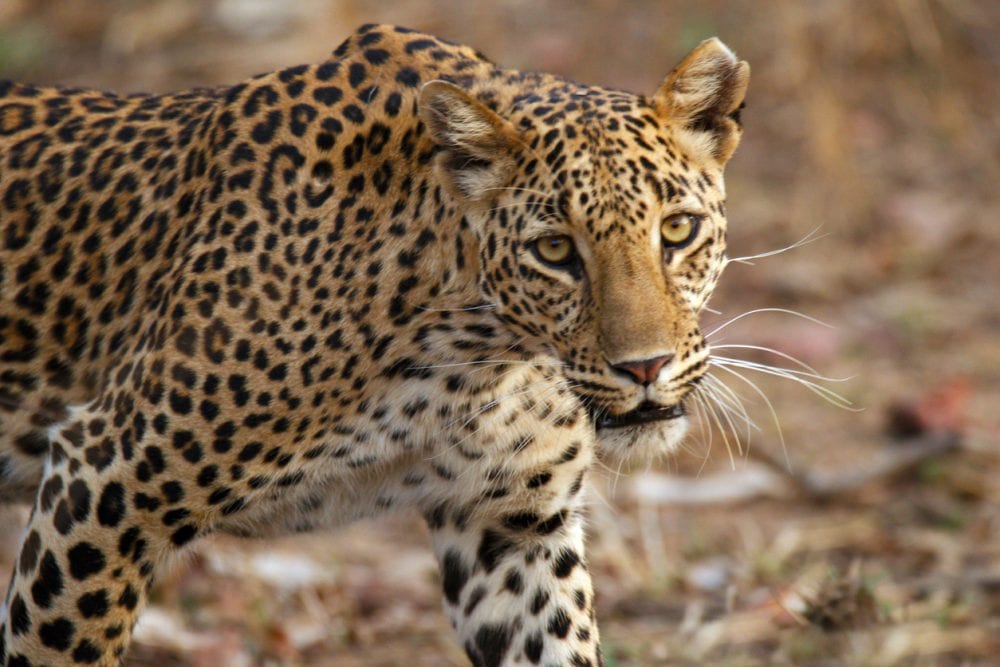 Ein Leopard im Panna-Nationalpark