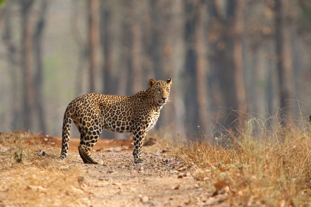 Safarireise Indien: ein Leopard im Nagarhole-Nationalpark