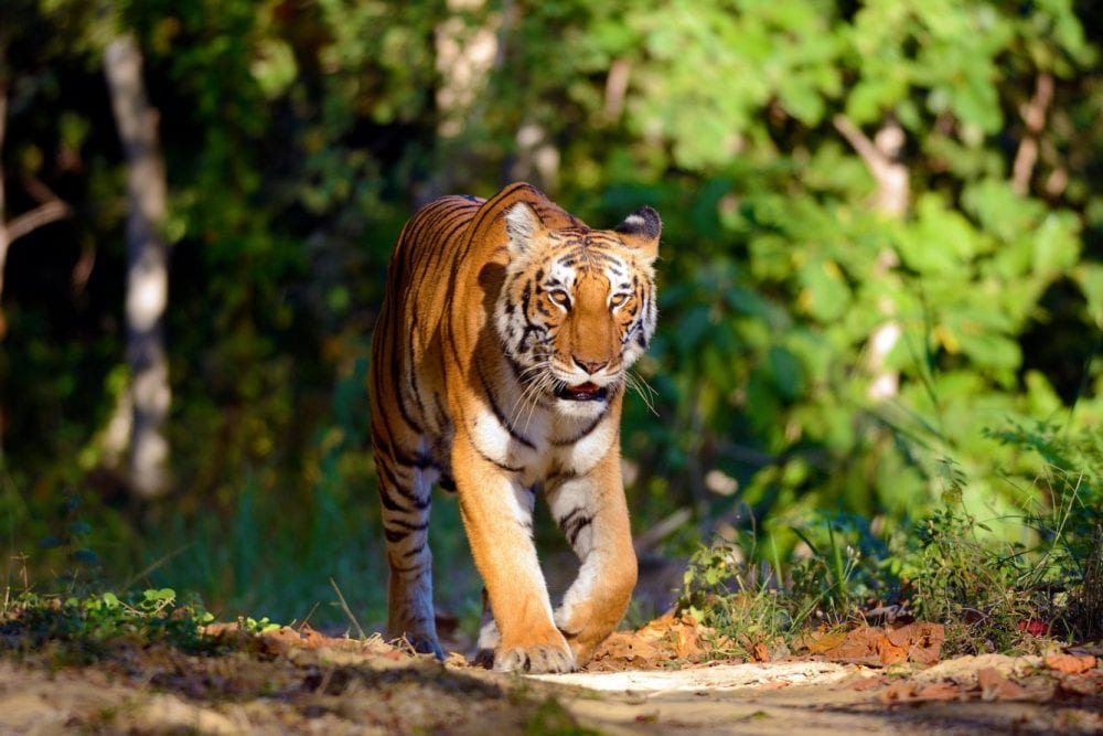 Ein Tiger im Corbett-Nationalpark