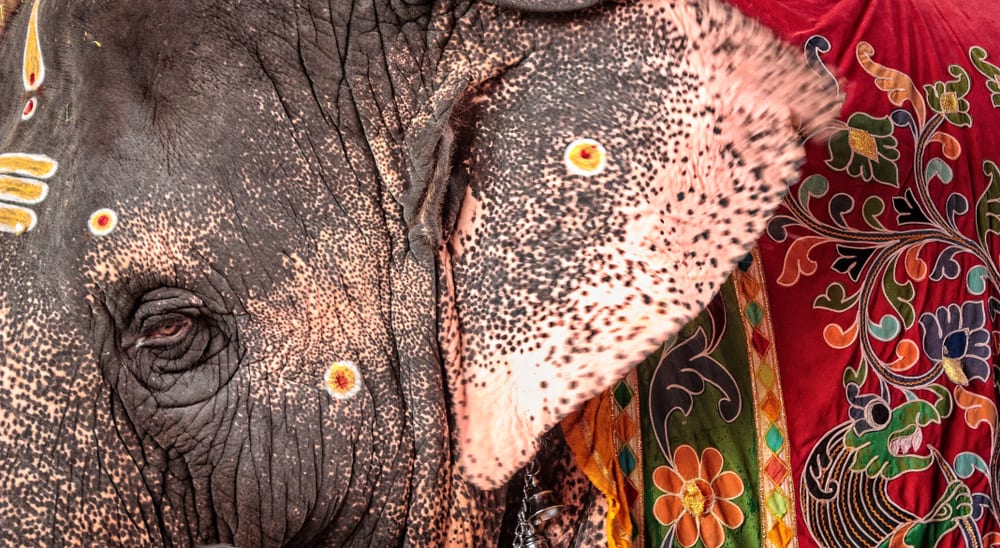 Ein Elefant in einem Tempel in Tamil Nadu, Südindien