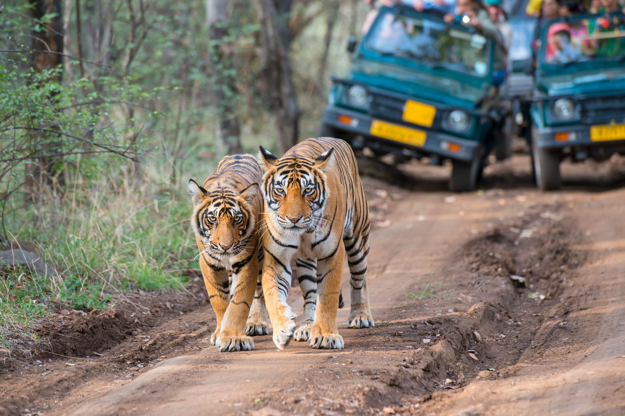 Rajasthan Reise mit Kultur, Tiger & Natur