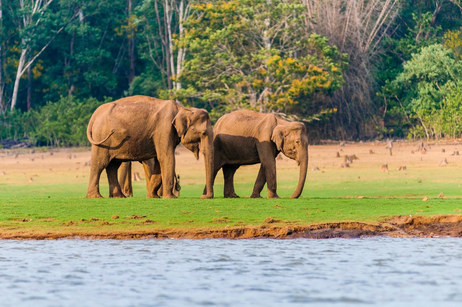 Asiatische Elefanten am Kabini-Fluss im Nagarhole-Nationalpark, Karnataka, Südindien