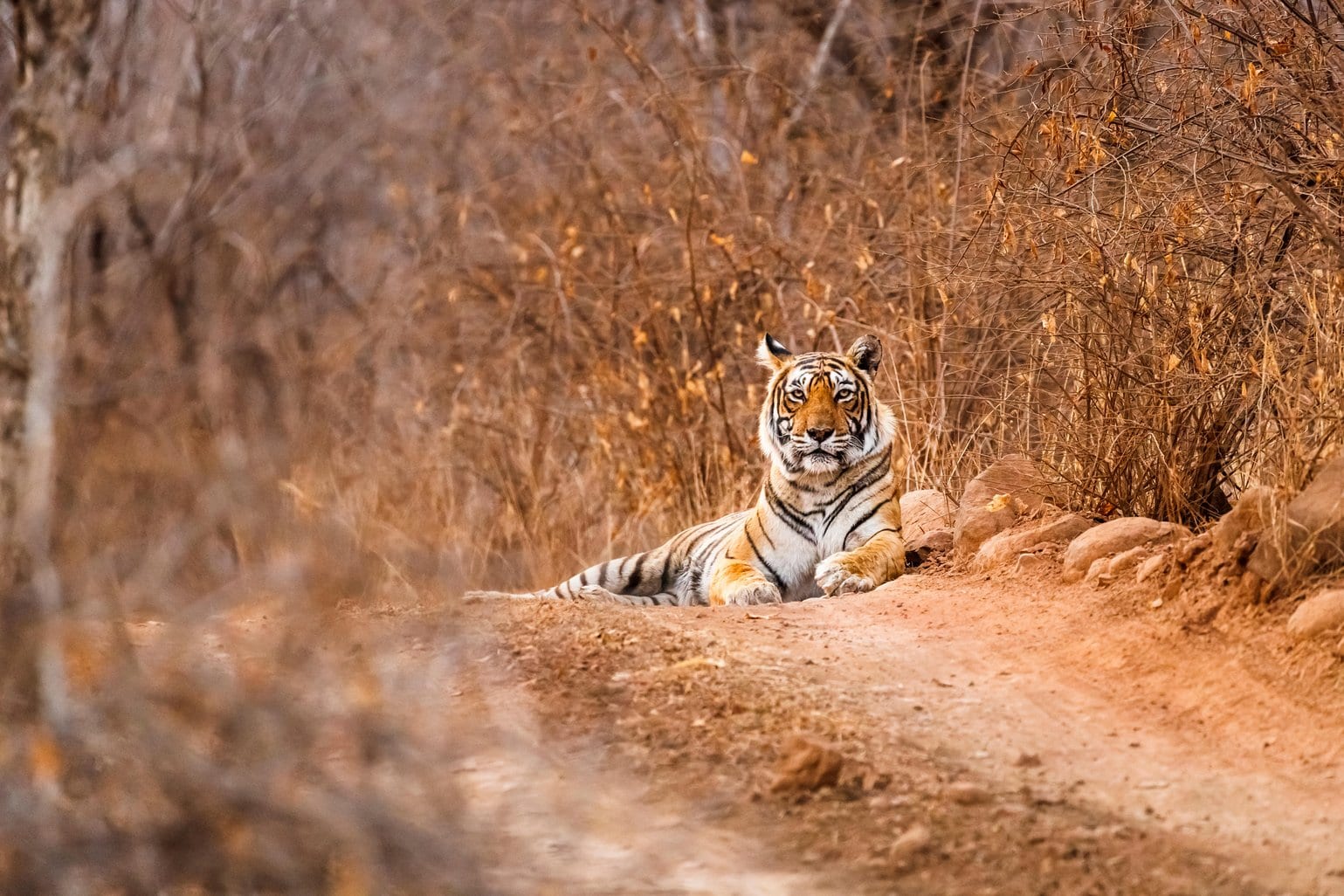 Ein Bengalischer Tiger im Ranthambore-Nationalpark - Tiger Safari in Indien