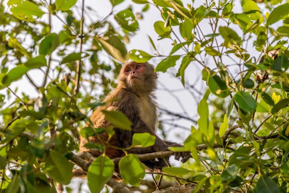 Ein Affe im Nationalpark Sundarbans