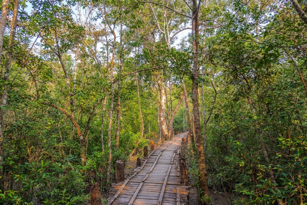 Unternehmen Sie einen Canopy Walk durch die Baumkronen in den Sundarbans