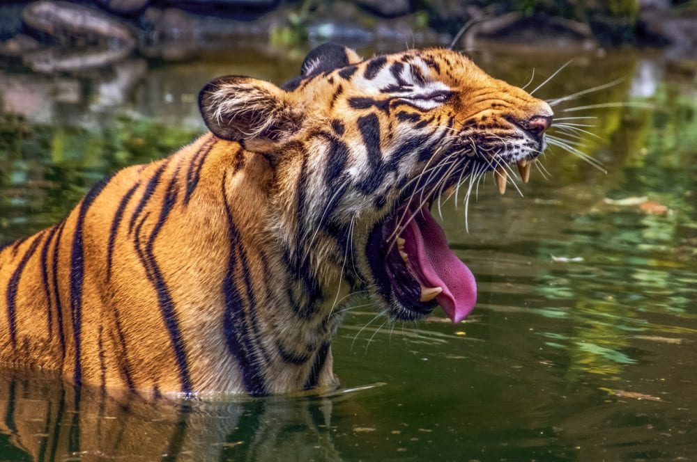 Bengalischer Tiger im Sundarbans Tigerreservat