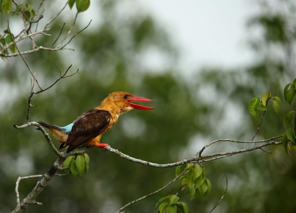 Ein Braunflügelliest in den Sundarbans, Westbengalen, Indien