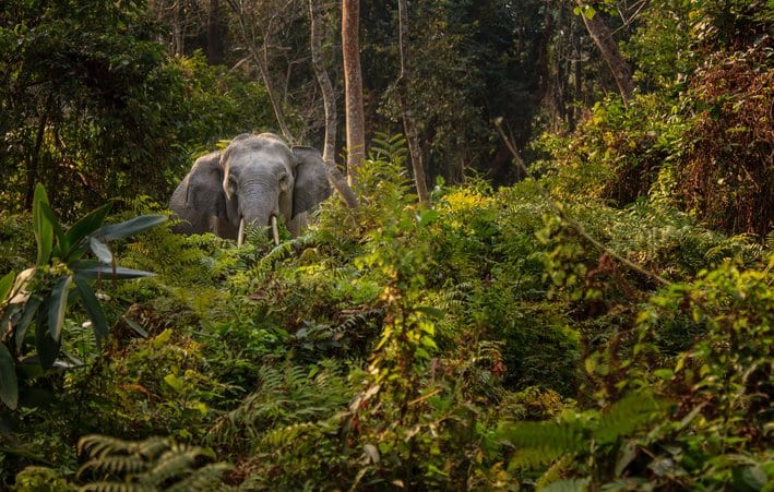 Ein wilder Elefant im Kaziranga-Nationalpark (Nordostindien)