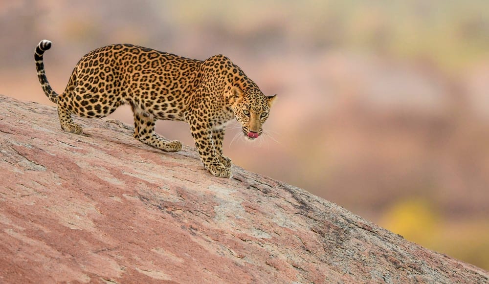 Ein Leopard auf einer Safari in Bera