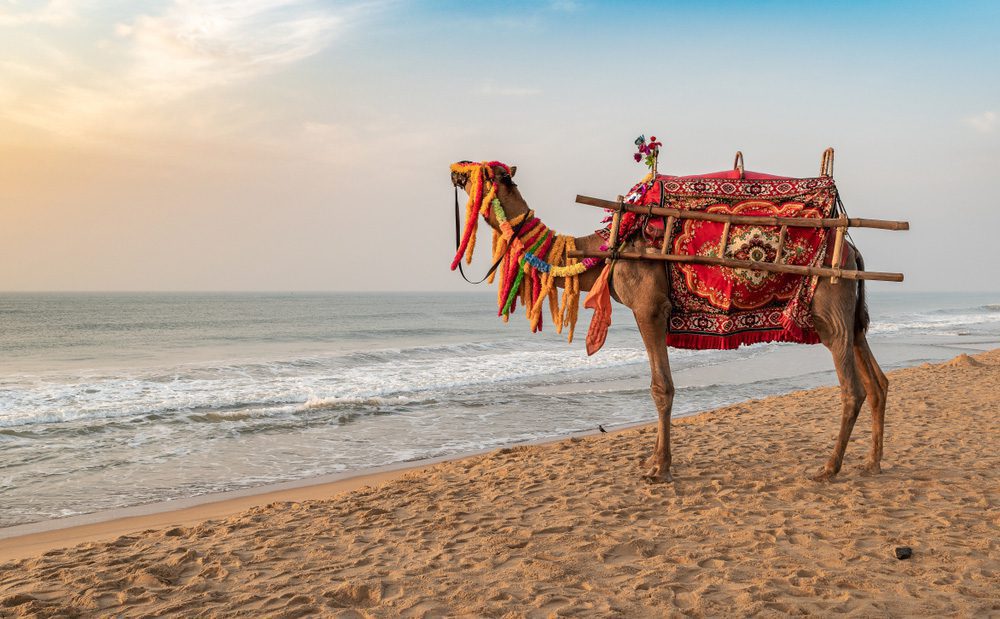 Puri in Orissa (Ostindien) ist eine der vier wichtigsten Städte der Hindus und bietet wunderschöne Sandstrände