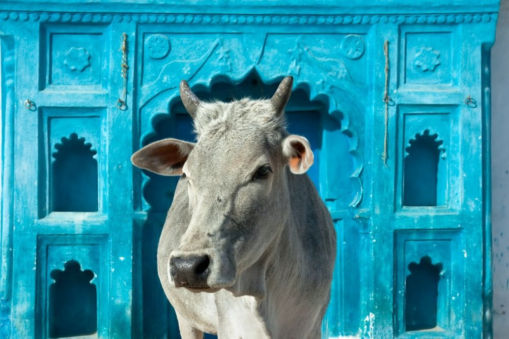 Heilige Kuh in Orchha, Indien