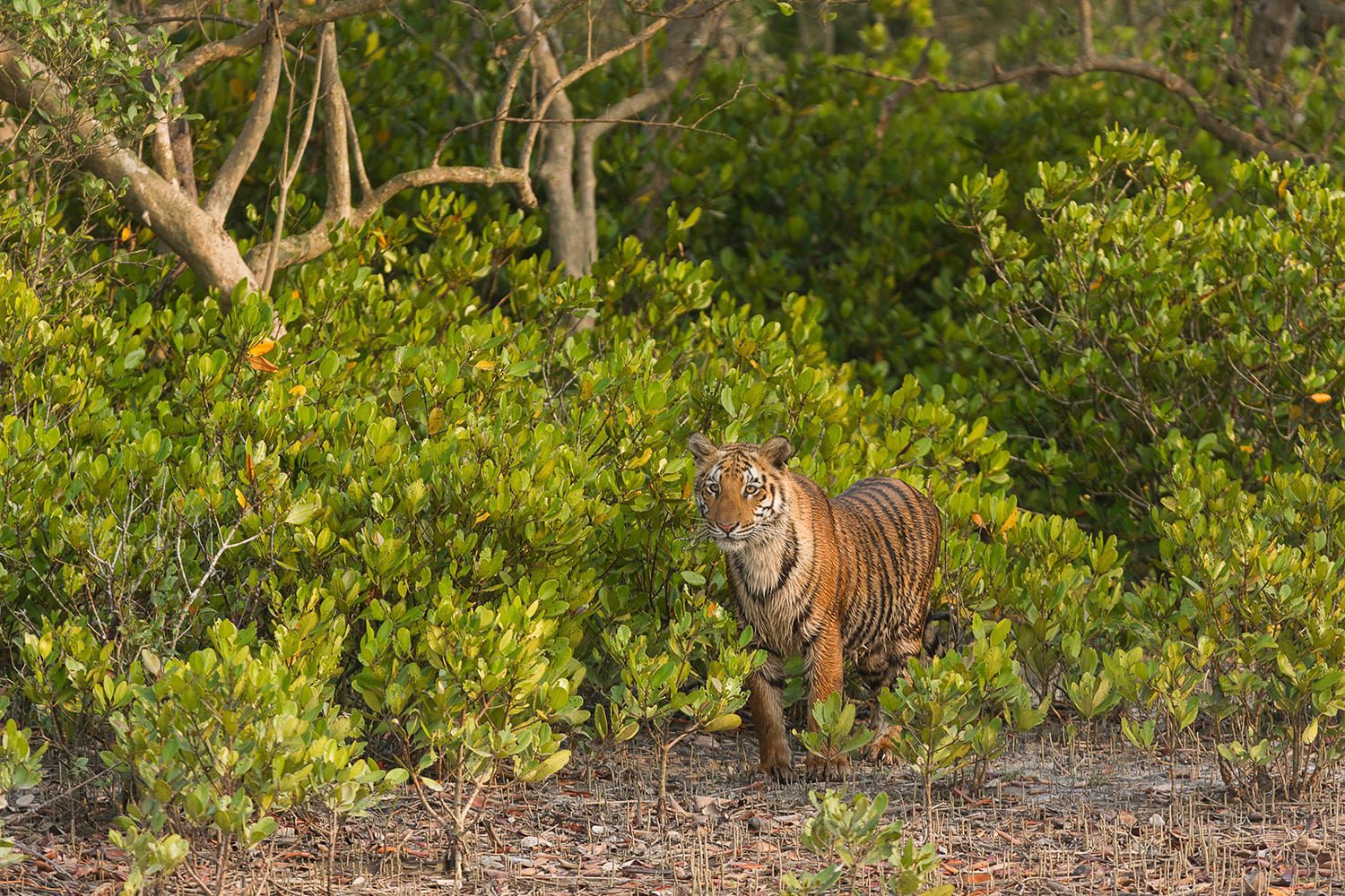 Ein Bengalischer Tiger in den einzigartigen Mangroven der Sundarbans in Ostindien