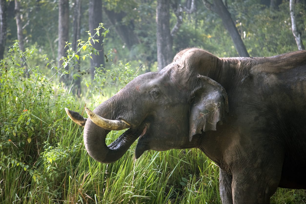 Ein wilder Elefant im Nagarhole-Nationalpark, Karnataka