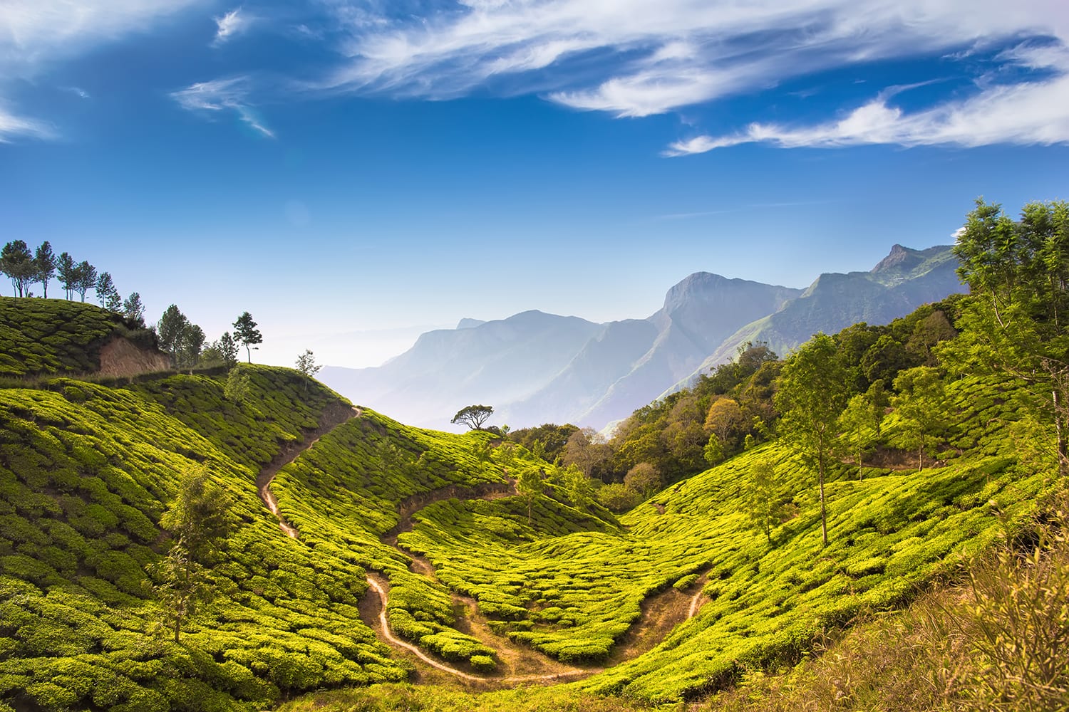 Indien ist voller wunderschöner Landschaften: die endlosen Teeplantagen von Munnar in Kerala