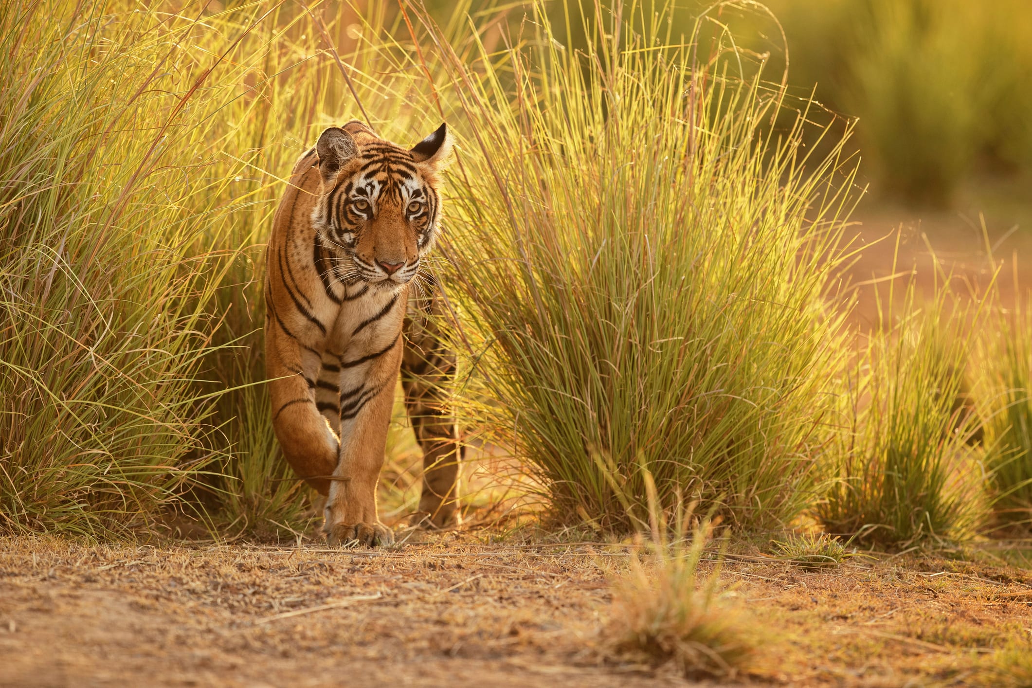 Indien Tiger Safari Reise