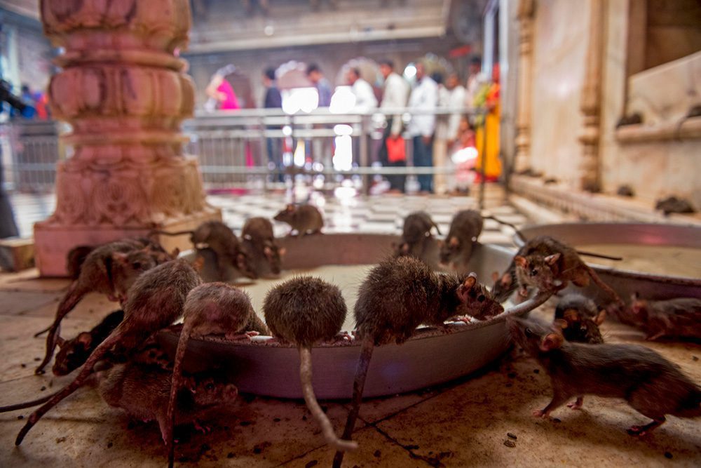 Die Ratten im Tempel stehen als Wiedergeborene unter dem besonderen Schutz von Karni Mata
