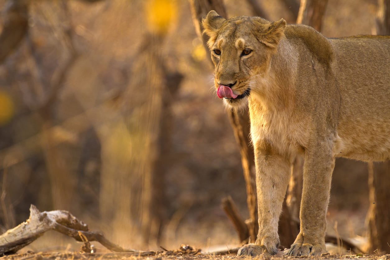 Eine Löwin im Sasan-Gir-Nationalpark