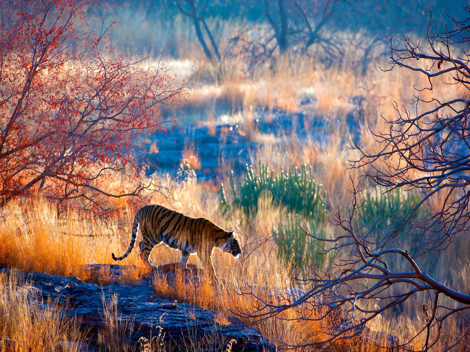 Ein Tiger im wundervollen Ranthambore-Nationalpark in Rajasthan