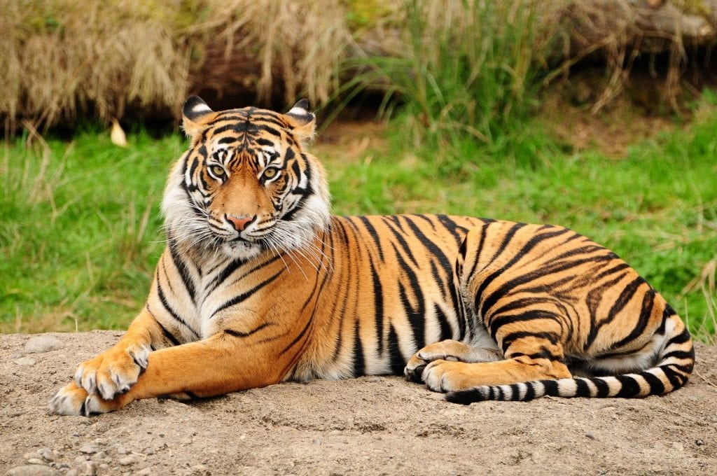 Sundarbans Nationalpark – auf der Fährte des Tigers in Mangroven