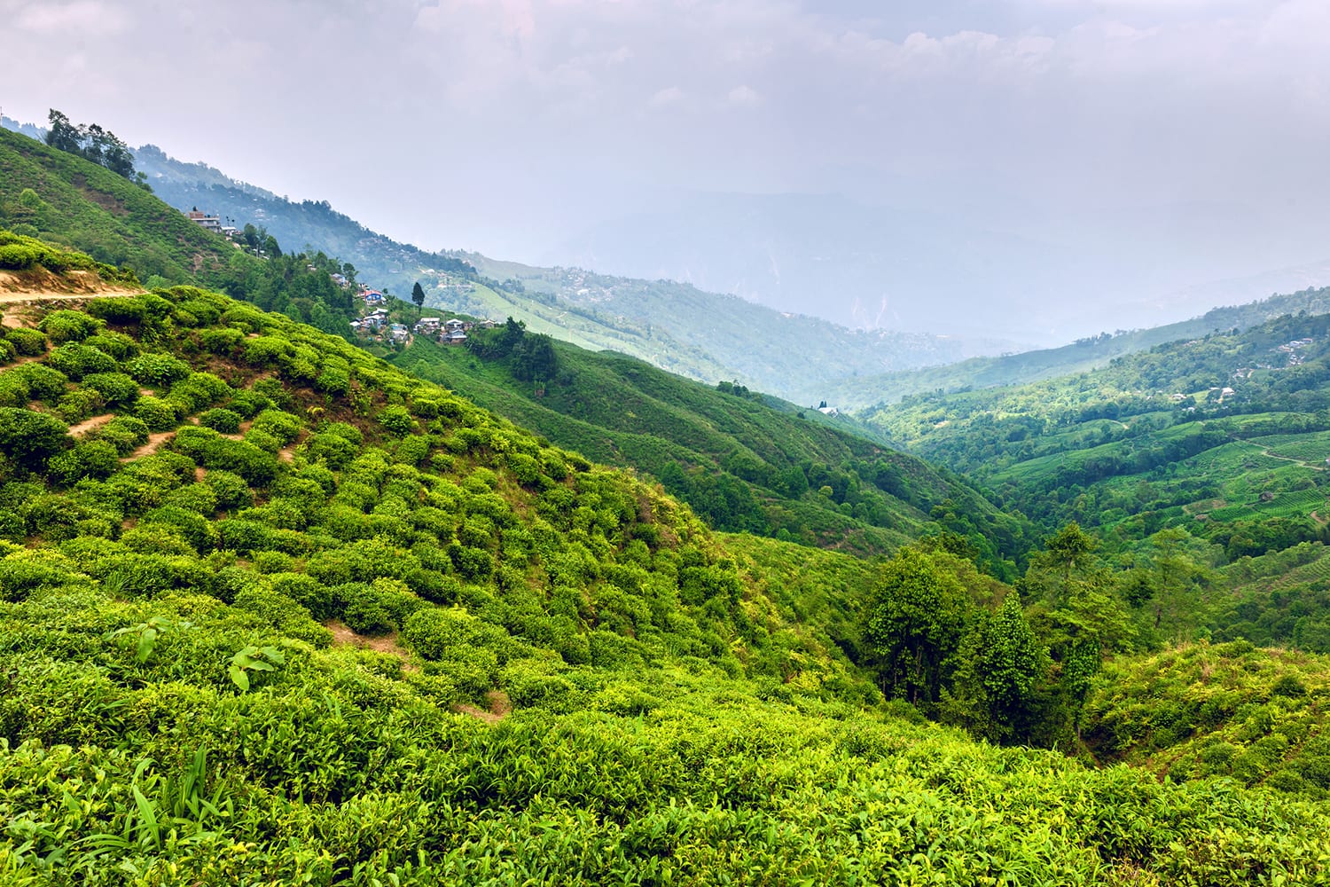 Eine wundervolle Teeplantage im zauberhaften Darjeeling (Westbengalen, Ostindien)