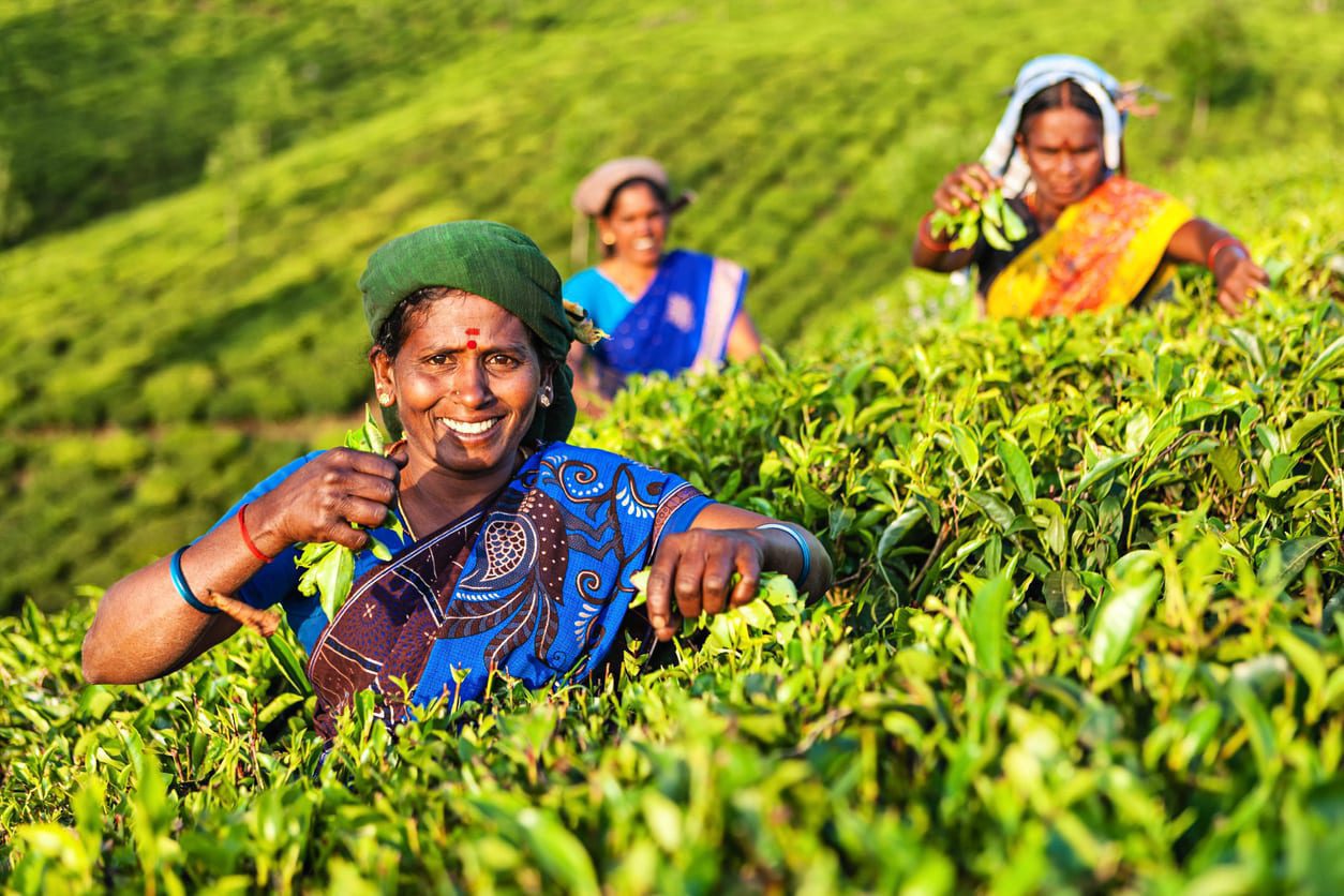 Arbeiterinnen auf einer Teeplantage in Südindien