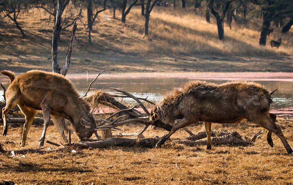 Zwei kämpfende Hirsche im Nationalpark Ranthambore