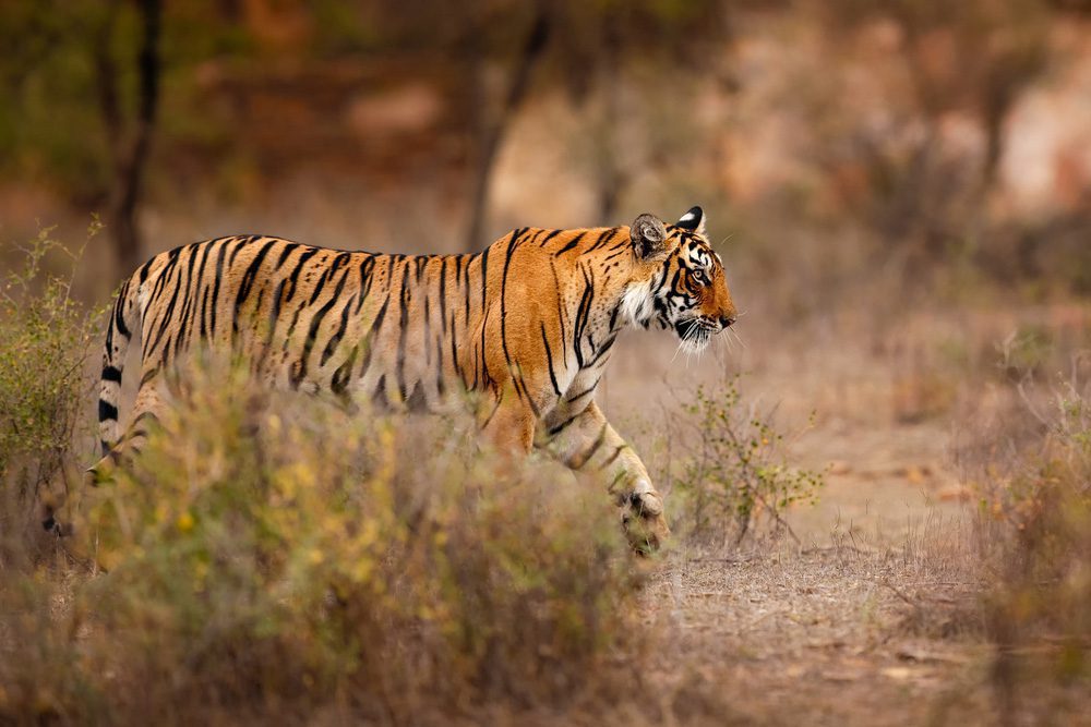 Ein Bengalischer Tiger im Ranthambore-Nationalpark, Rajasthan (Nordindien)