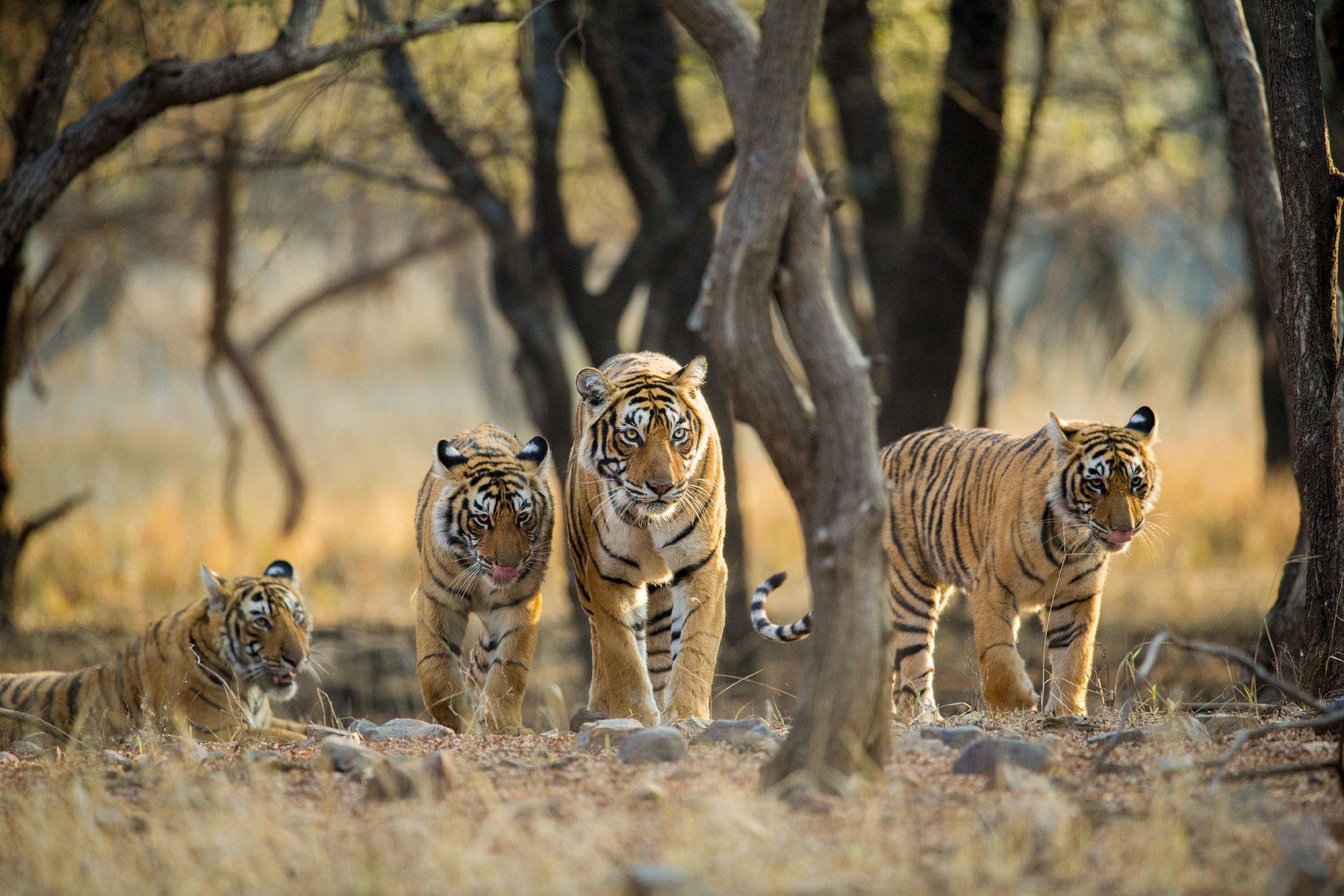 Rundreisen mit Safaris & Nationalparks in Indien
