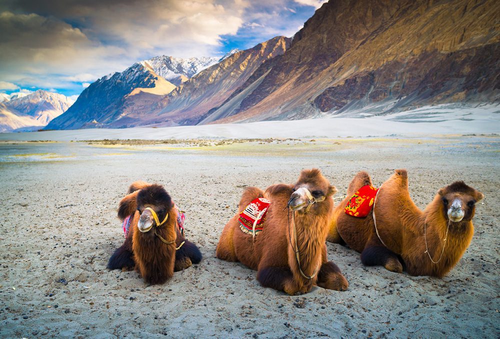 Baktrische Kamele in den kalten Dünen von Hundar im Nubra-Tal, Ladakh