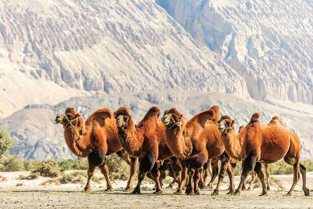 Eine Gruppe von Baktrischen Kamelen in den kalten Sanddünen von Hundar (Nubra-Tal)