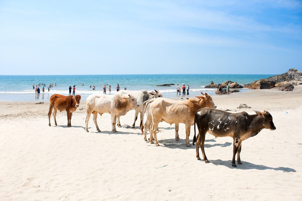 Eine Gruppe von Kühen spazieren am weißen Sandstrand von Vagator in Goa