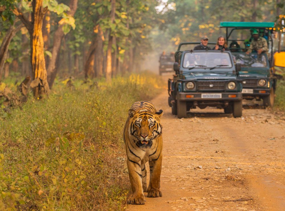 Bengalischer Tiger im Nationalpark - Indien Tigersafari Reise
