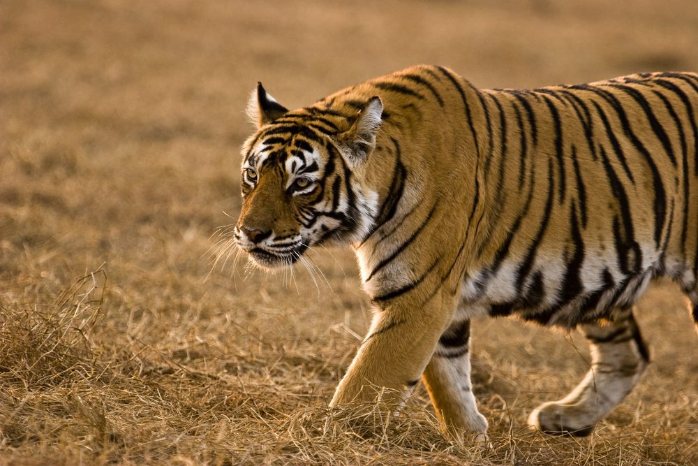Privatreise Rajasthan: Bengalischer Tiger im Ranthambore-Nationalpark