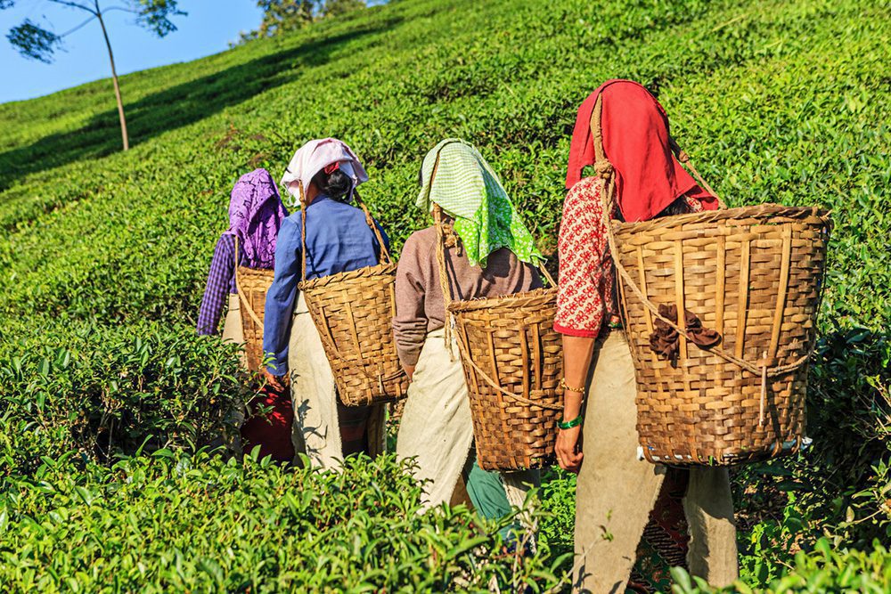 Teepflückerinnen auf den weiten, duftenden Teeplantagen von Darjeeling - Westbengalen